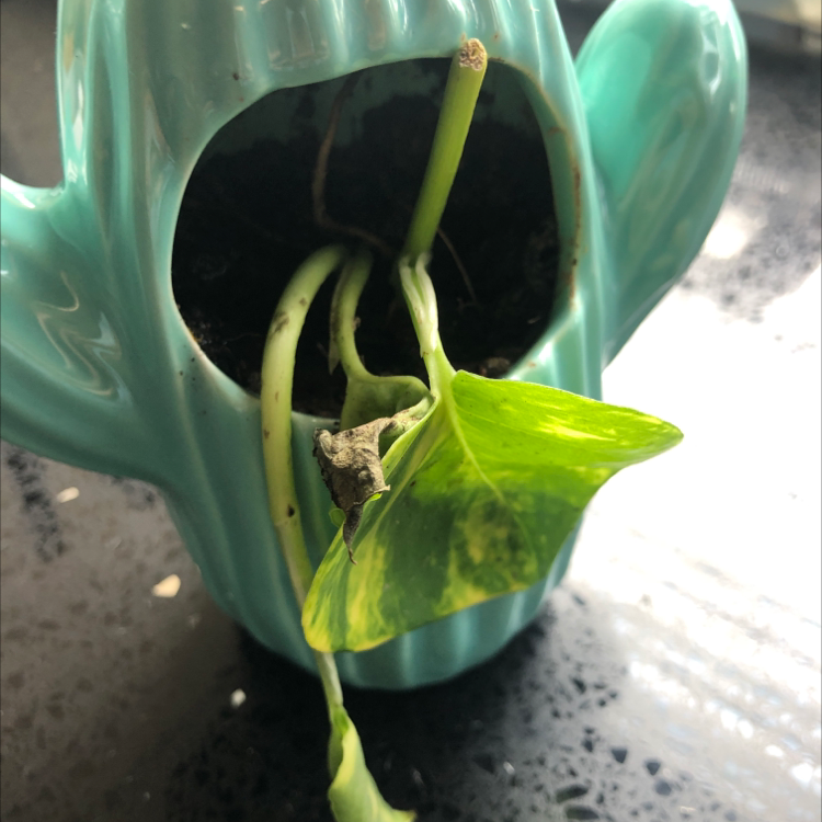 Taro Vine plant photo by @Ruby14 named Livy on Greg, the plant care app.