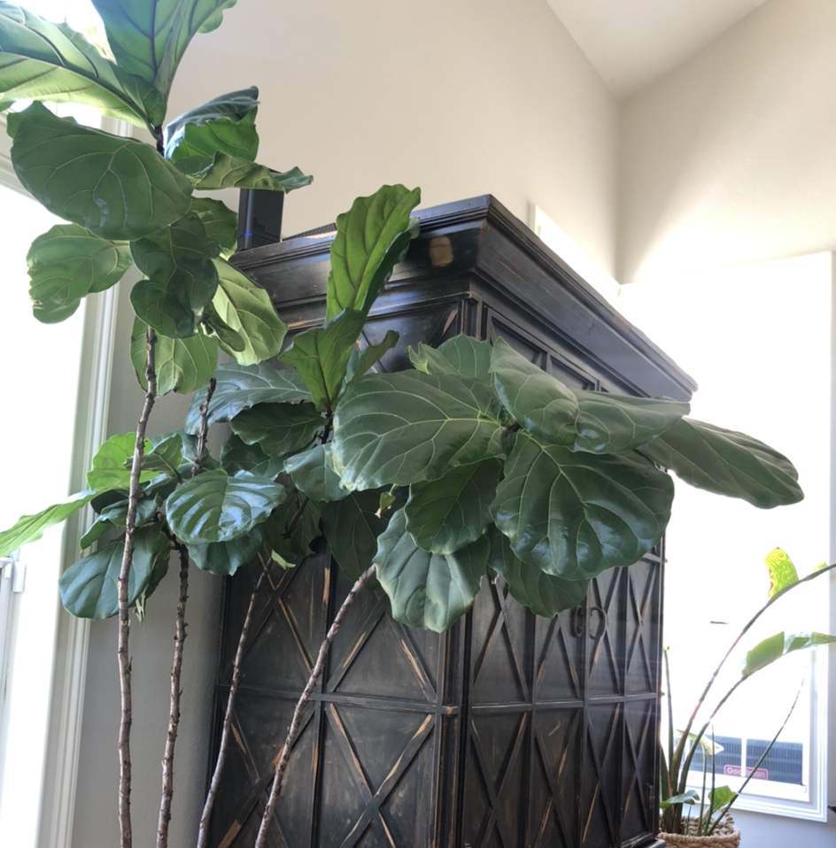 Fiddle Leaf Fig plant photo by Lisa named Fiona on Greg, the plant care app.