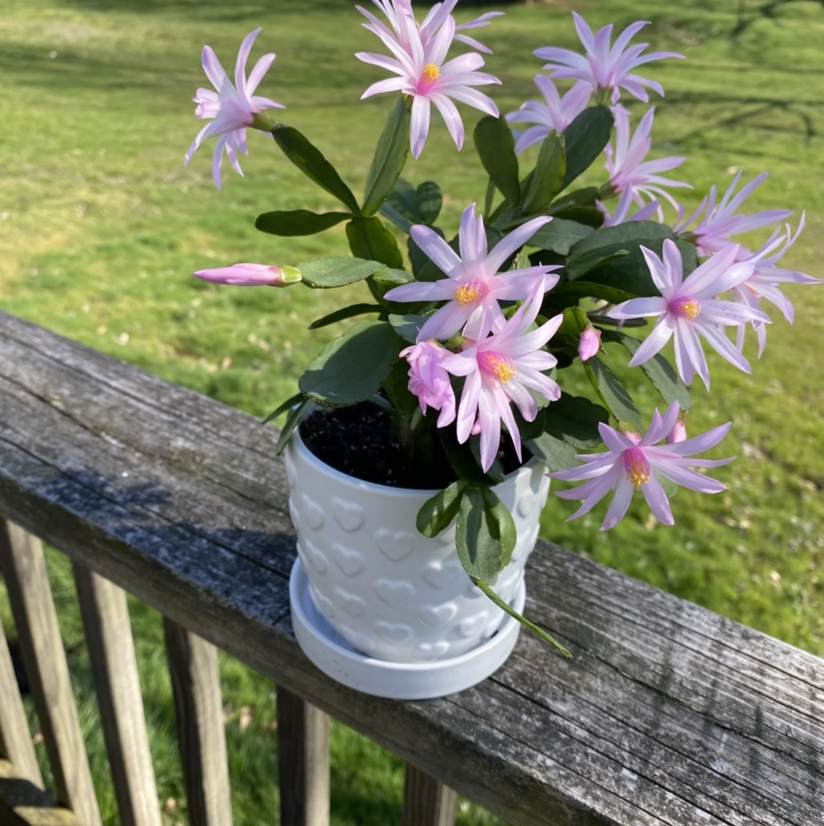 Potted Easter Cactus with pink flowers on a wooden railing.