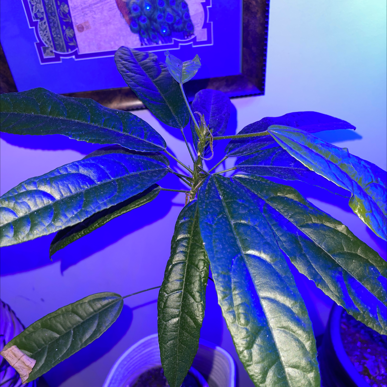 Photo of the plant species Many Flowers by William named Pavonia multiflora Many Flowers on Greg, the plant care app