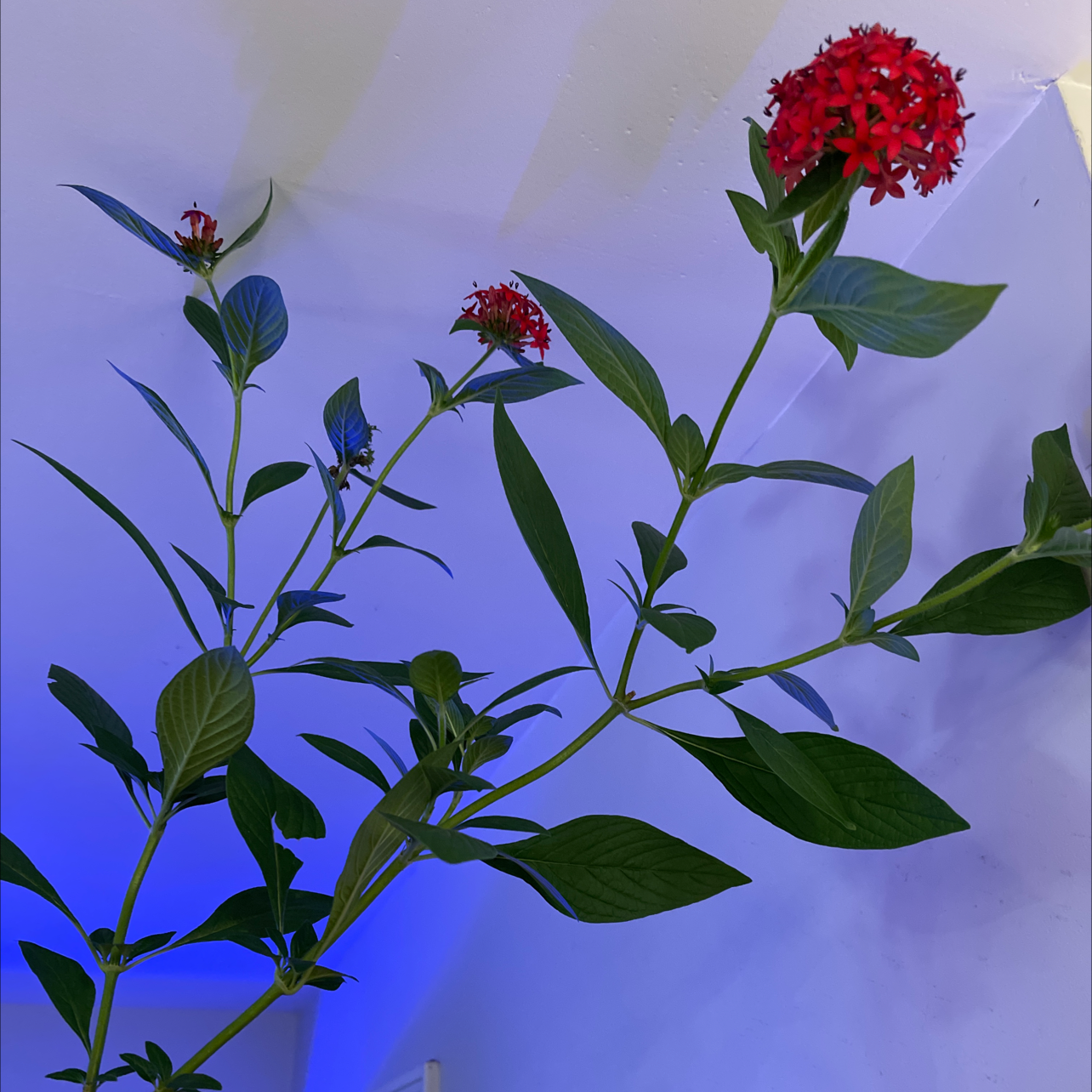 Egyptian Starcluster plant with red star-shaped flowers and green leaves against a blue-lit wall.