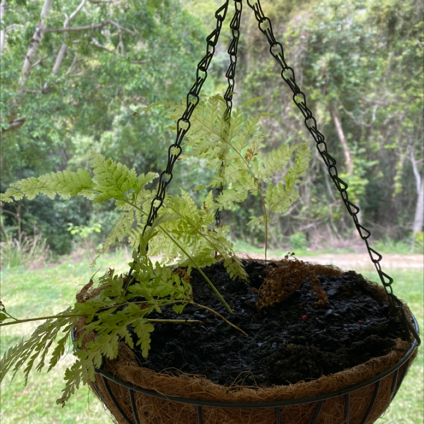 Hanging basket with Black Spleenwort plant showing some yellowing leaves.