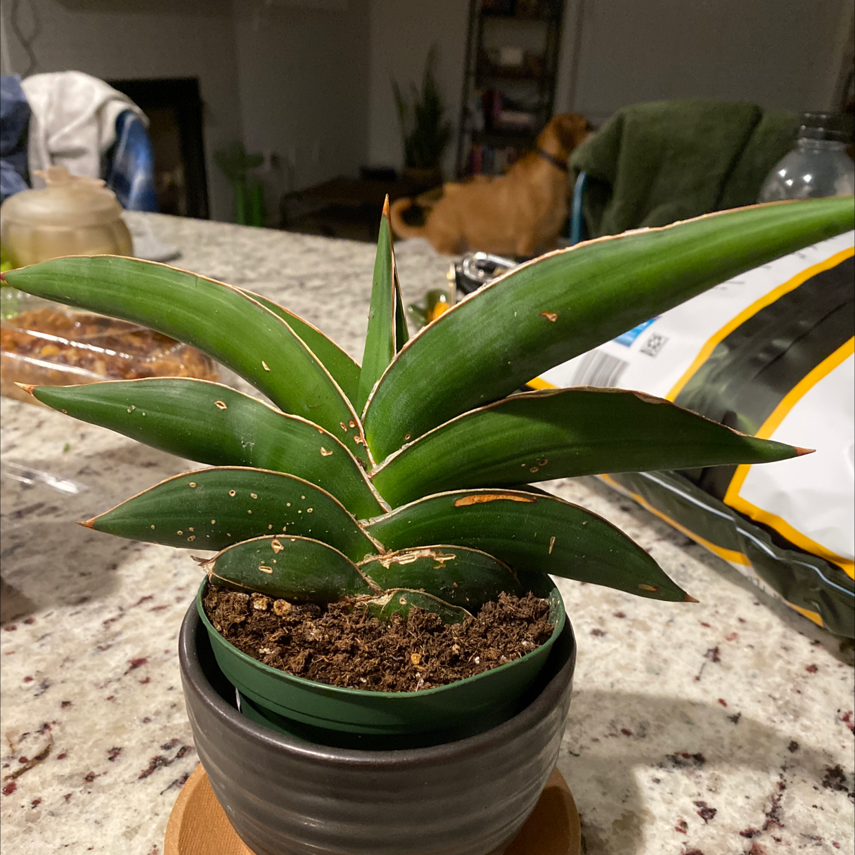 Samurai Dwarf Snake Plant in a small pot with visible soil, placed on a countertop.