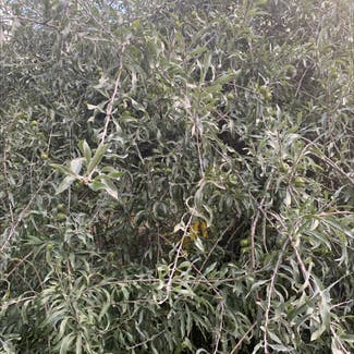 Russian Olive plant in Somewhere on Earth