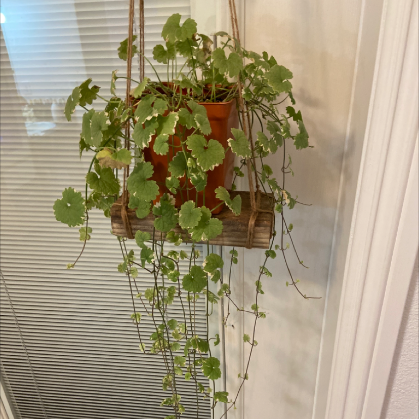 Photo of the plant species Creeping Charlie by @pitapoopie named Charlie on Greg, the plant care app