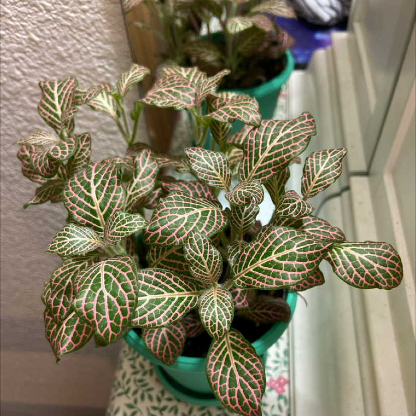 Nerve Plant plant photo by @pitapoopie named Pinks on Greg, the plant care app.