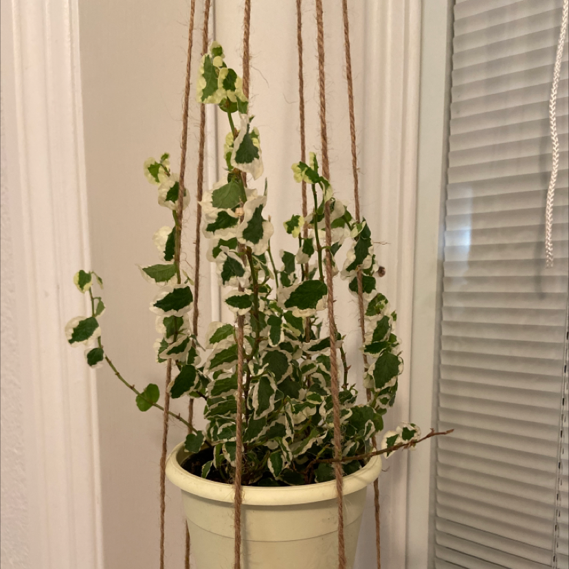 Photo of the plant species Bellus by @pitapoopie named Bella on Greg, the plant care app