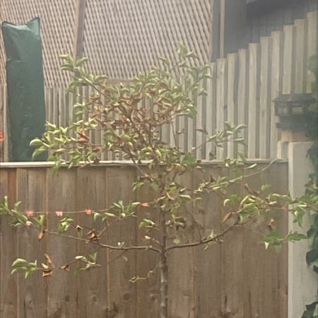 Photo of the plant species Crab Apple by Christina named Tina tree on Greg, the plant care app