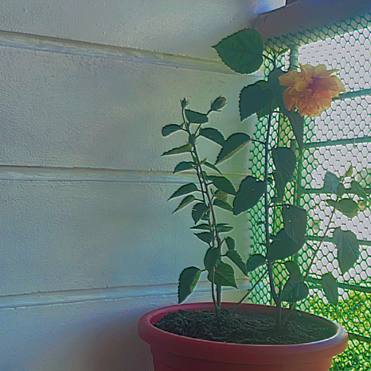 Photo of the plant species Hibiscus Tree by @gerrhelretuba named Aang on Greg, the plant care app