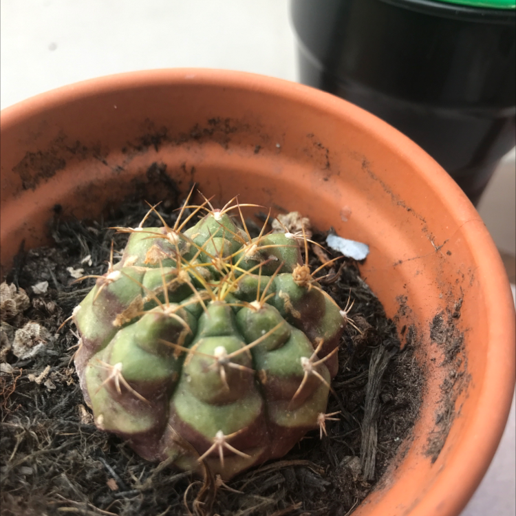 Thelocactus hexaedrophorus plant photo by @Art3mis named Spiky on Greg, the plant care app.