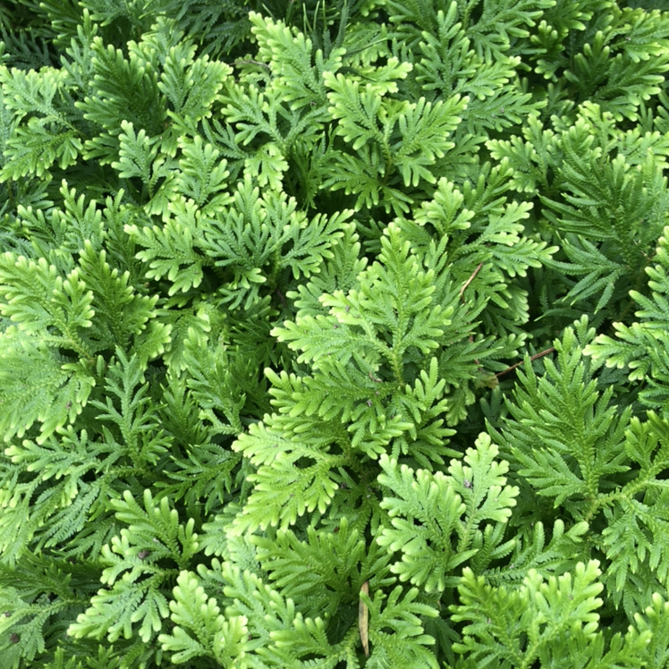 Photo of the plant species Citronella Grass by @Starfisher named Makoyana on Greg, the plant care app