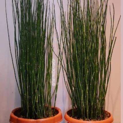 Photo of the plant species Common scouring-rush by Starfisher named Horsetail on Greg, the plant care app