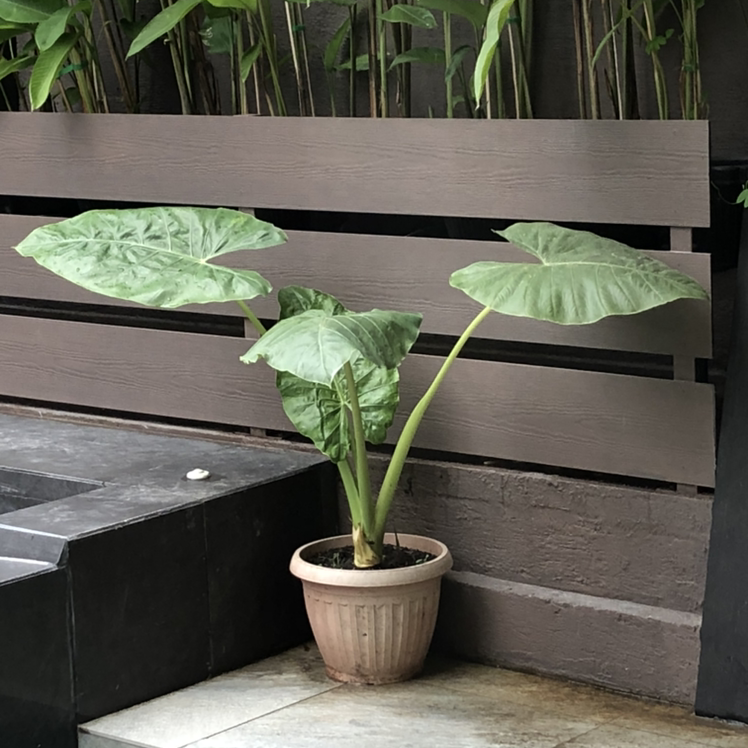 Photo of the plant species Arrowleaf Elephant Ear by @Starfisher named Elephant on Greg, the plant care app