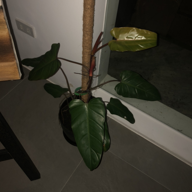 Photo of the plant species Philodendron Dark Lord by @Starfisher named Dark Lord on Greg, the plant care app