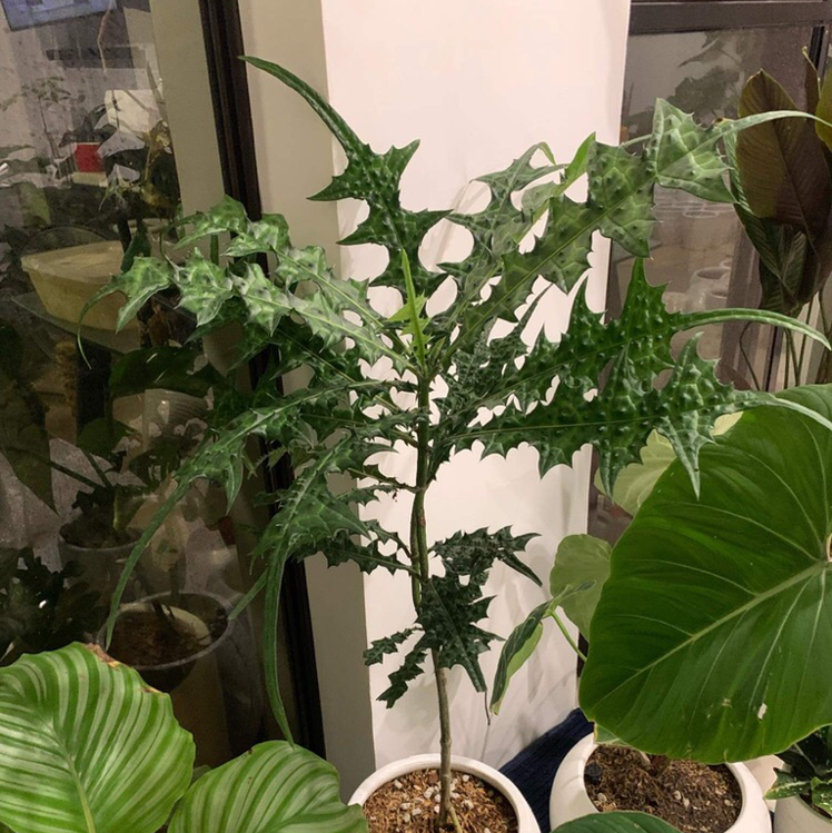 Photo of the plant species crocodile tail fern by @Starfisher named Croco tail on Greg, the plant care app