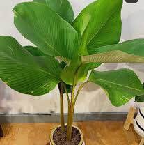 Photo of the plant species Cigar Plant by Starfisher named Tobacco on Greg, the plant care app