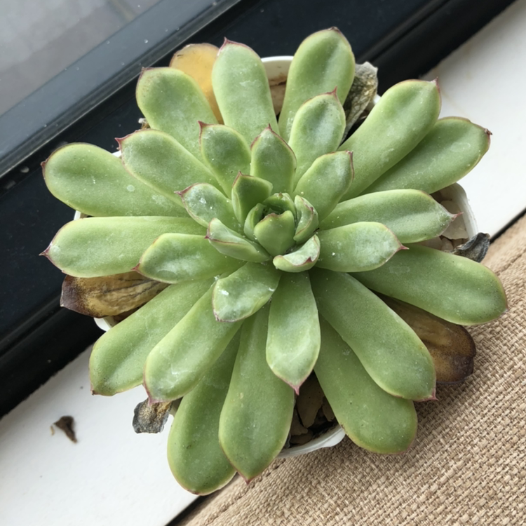 Lipstick Echeveria plant photo by @Starfisher named Flowery on Greg, the plant care app.