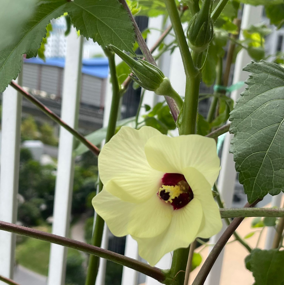 🌞 Is My Okra Getting Too Much Direct Sunlight?
