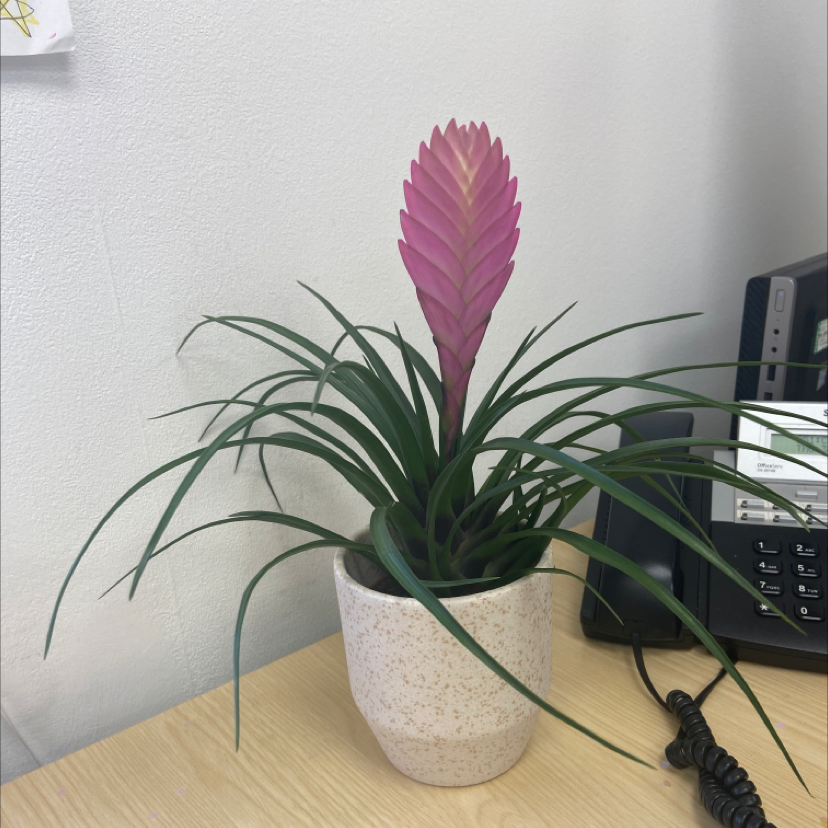 Photo of the plant species Pink Quill by @Clarhys named Tillie on Greg, the plant care app