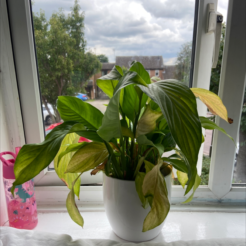 Peace Lily plant photo by @Clarhys named Delighla on Greg, the plant care app.
