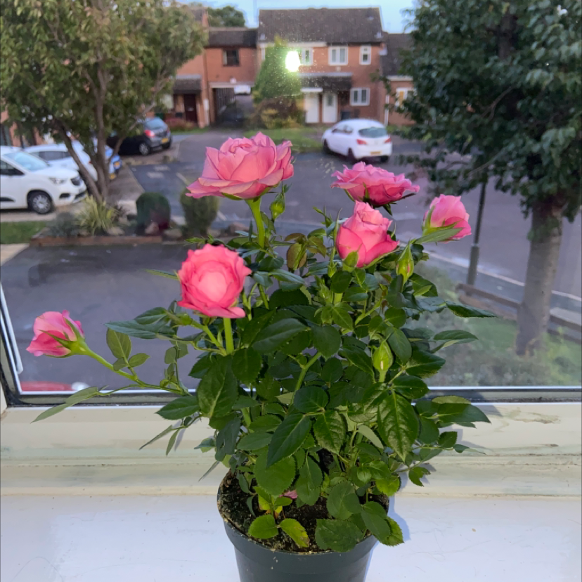 Photo of the plant species Beach Rose by @Clarhys named Ross on Greg, the plant care app