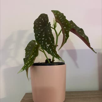Polka Dot Begonia plant in Munno Para, South Australia