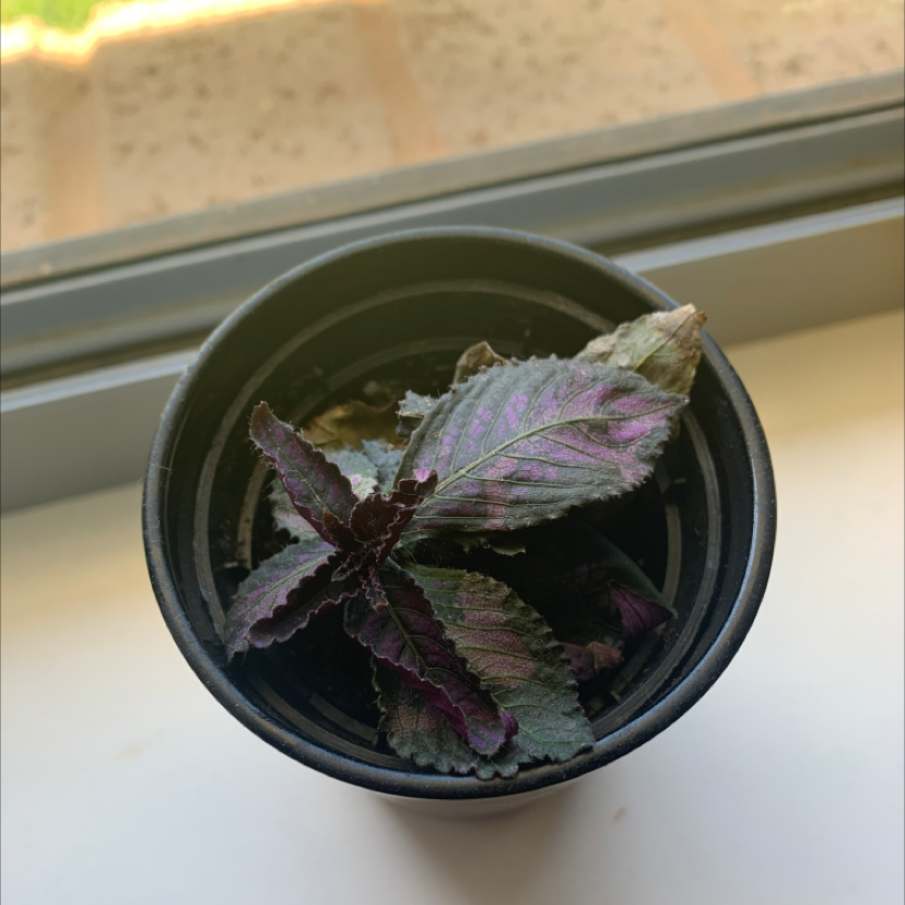 Photo of the plant species Persian Shield by @Leashie91 named Violet on Greg, the plant care app