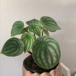 Emerald Ripple Peperomia plant photo by Leashie91 named Esmeralda on Greg, the plant care app.