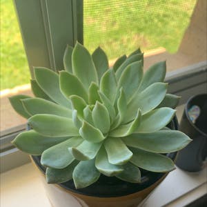 Pearl Echeveria plant photo by Leashie91 named Lil Succa on Greg, the plant care app.