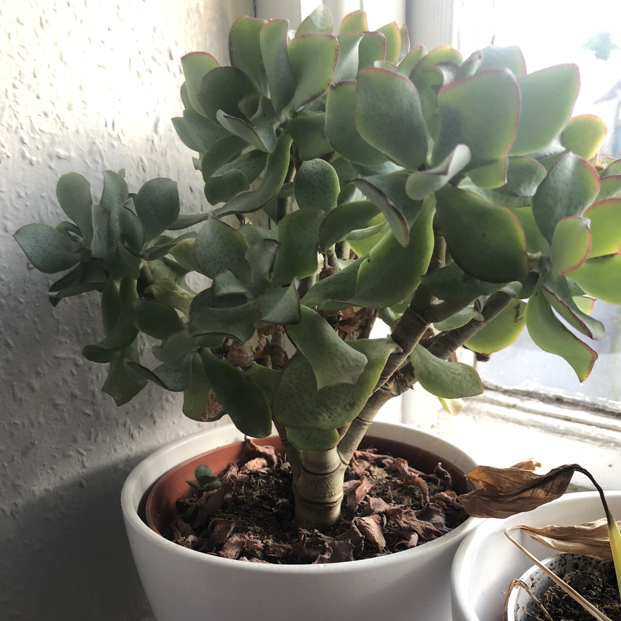Photo of the plant species Crassula 'Curly Grey' by @ezra named pluto on Greg, the plant care app