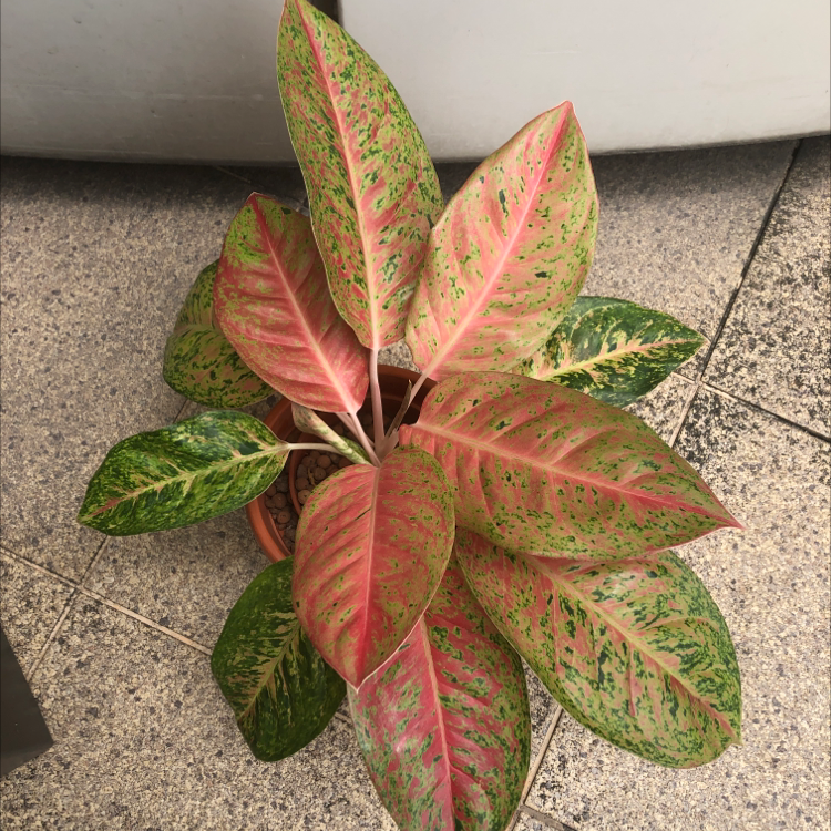 Dieffenbachia plant photo by R named Your plant on Greg, the plant care app.