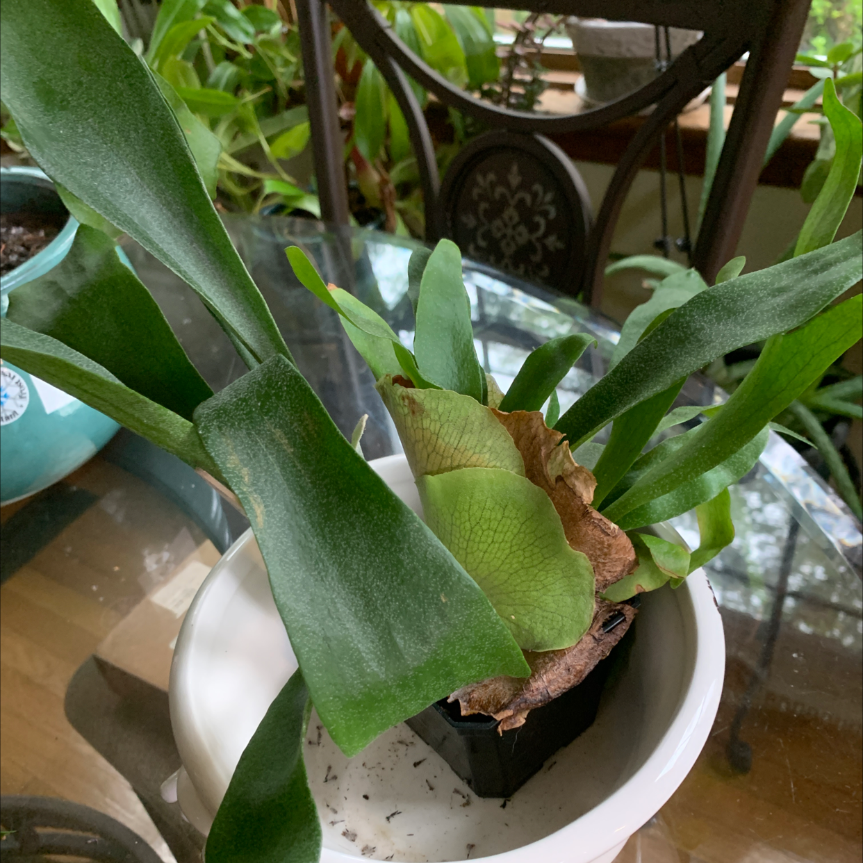 Elkhorn Fern in a small pot on a glass table with some browning on the shield fronds.