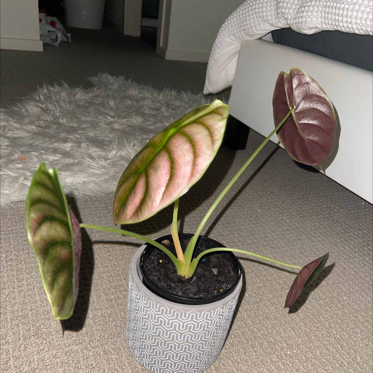 Alocasia ‘Red Secret’ plant in a pot with healthy red-hued leaves, placed indoors.