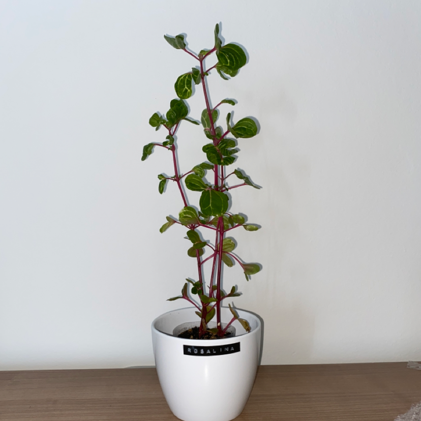Photo of the plant species Bloodleaf by @kbystronova named Rosalina on Greg, the plant care app