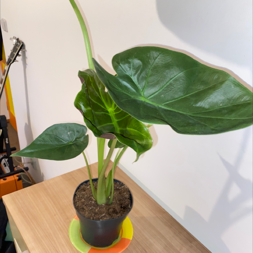 Potted New Guinea Shield plant with large, glossy green leaves on a wooden surface.