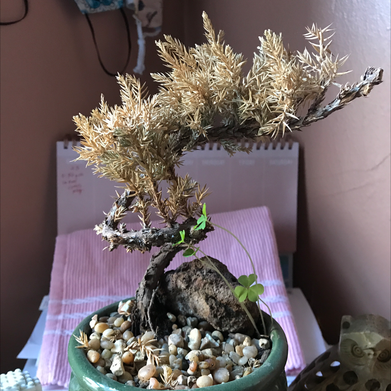 Sargent Juniper plant in a pot with pebbles, showing significant browning and poor health.