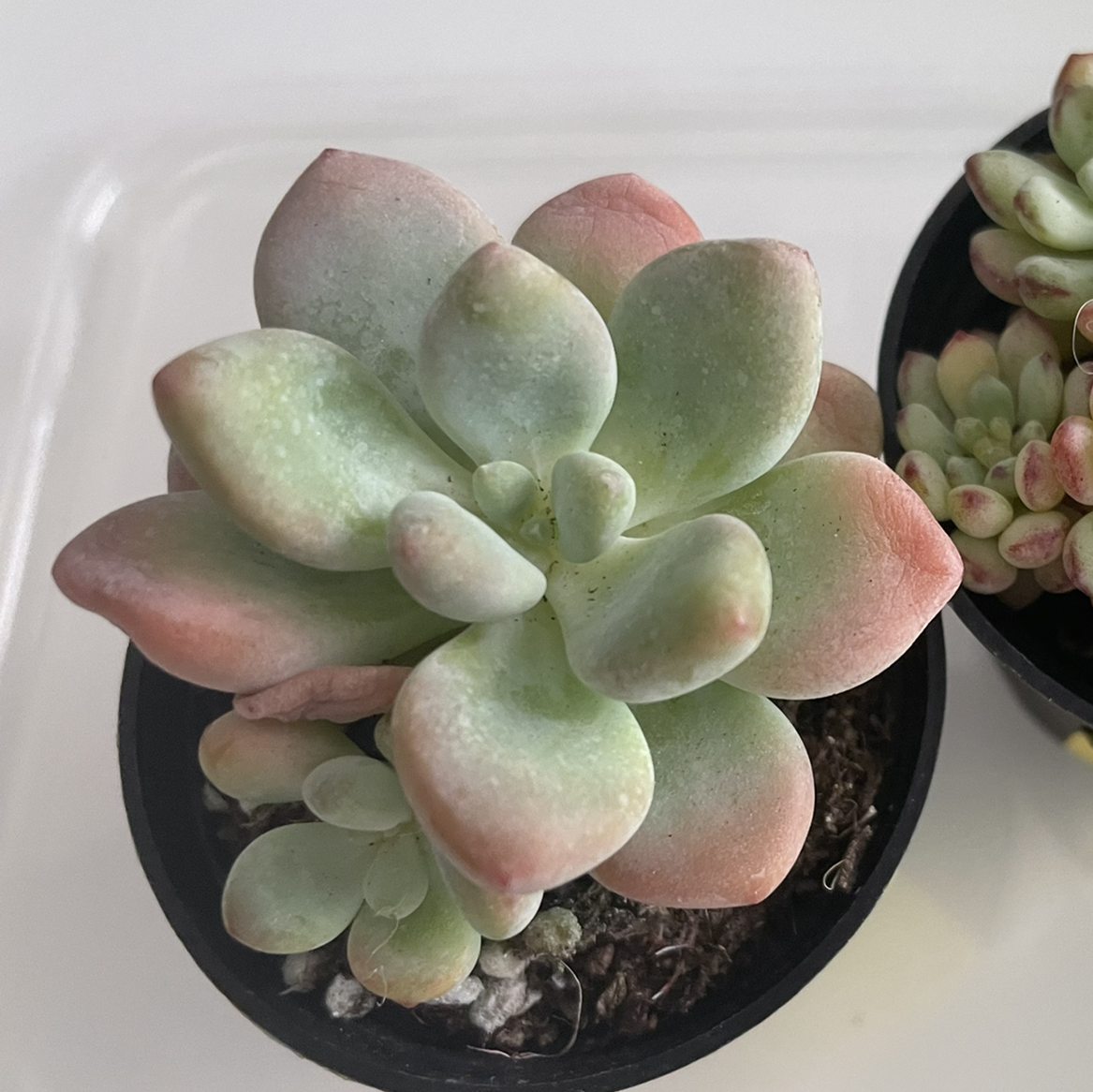 Pachyphytum 'Moon Silver' succulent with silvery-green leaves and pinkish tips in a pot.