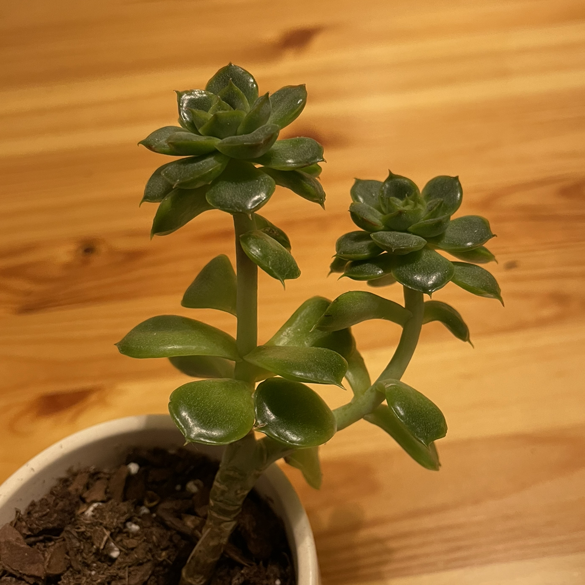 Echeveria chihuahuaensis succulent with green rosettes in a pot, healthy appearance.