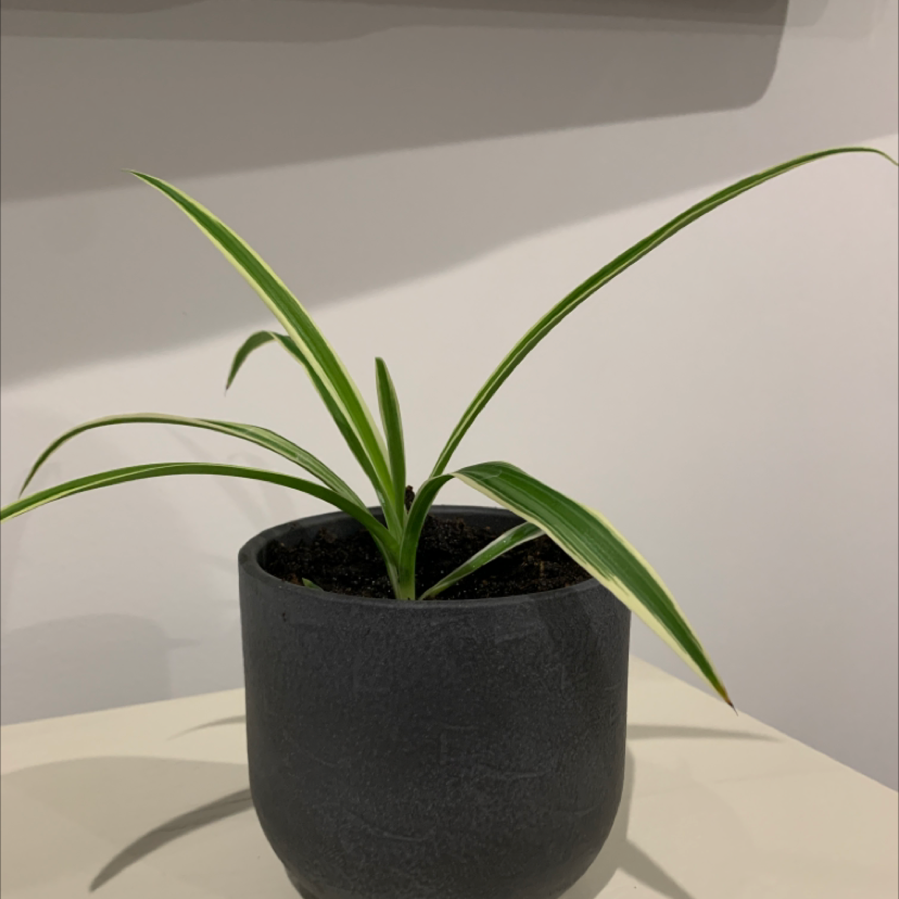 Spider Plant plant photo by @Ktmels named Martha on Greg, the plant care app.