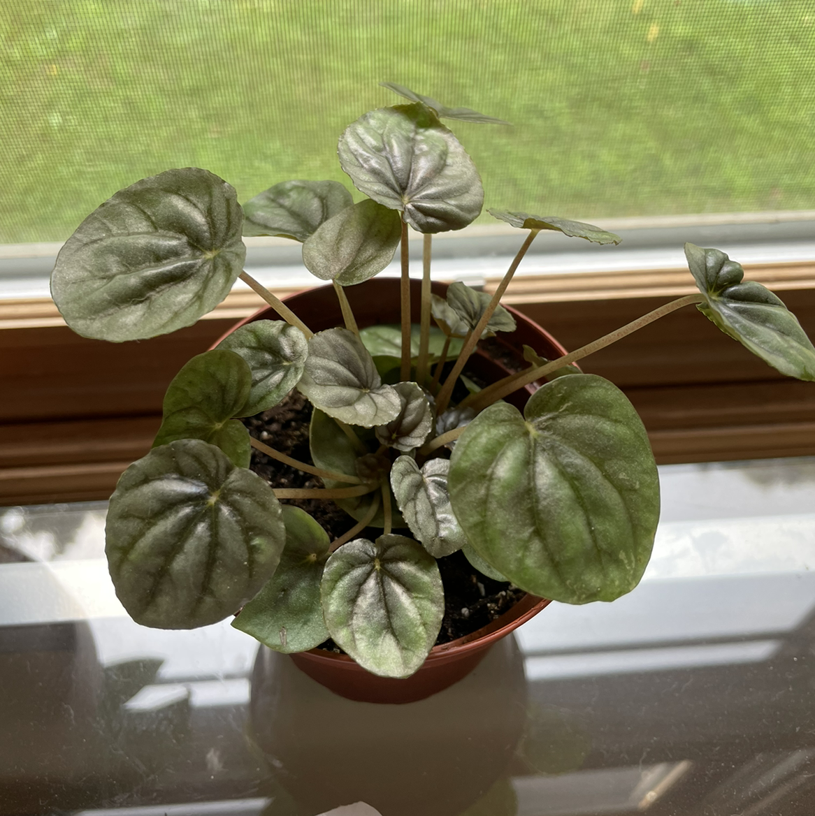 Peperomia Pink Lady plant in a pot on a windowsill with healthy leaves.