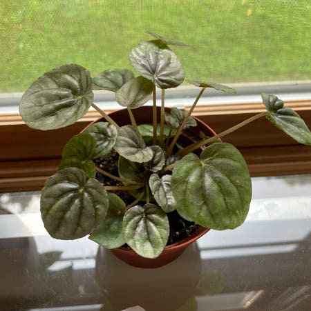 Photo of the plant species Peperomia Pink Lady by Lbrensk named Pink Lady on Greg, the plant care app