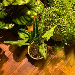 Alocasia 'Sarian' plant