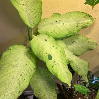 Dieffenbachia plant in Sandy, Oregon