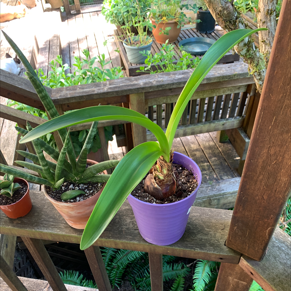 Potted plant identified as Barbosa Lily on a wooden railing, with green leaves and visible soil.