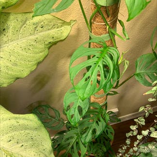 Window Leaf plant in Sandy, Oregon