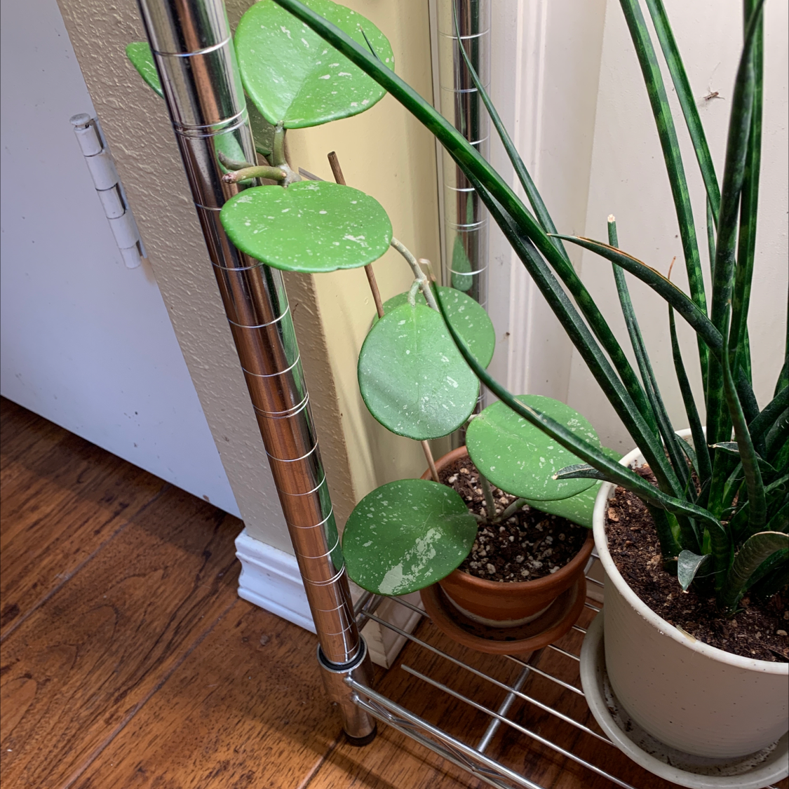 Photo of the plant species Hoya obovata by @JessaBurra named Obovata on Greg, the plant care app