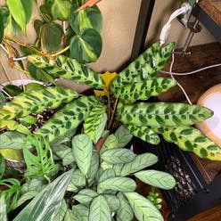 Goeppertia Rattlesnake Plant plant