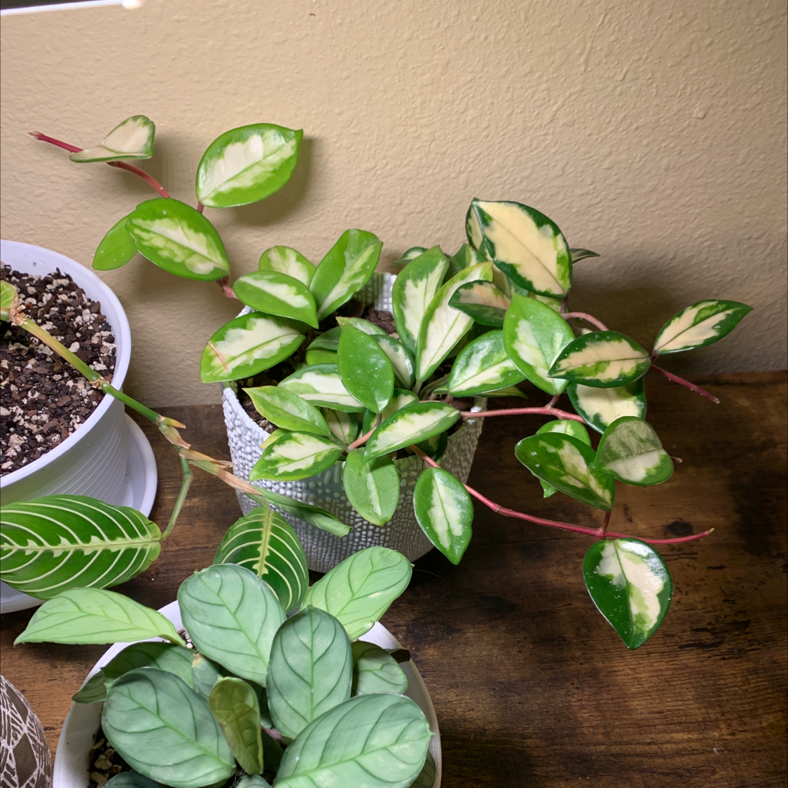 Photo of the plant species Hoya Carnosa Tricolor by @JessaBurra named Carnosa on Greg, the plant care app