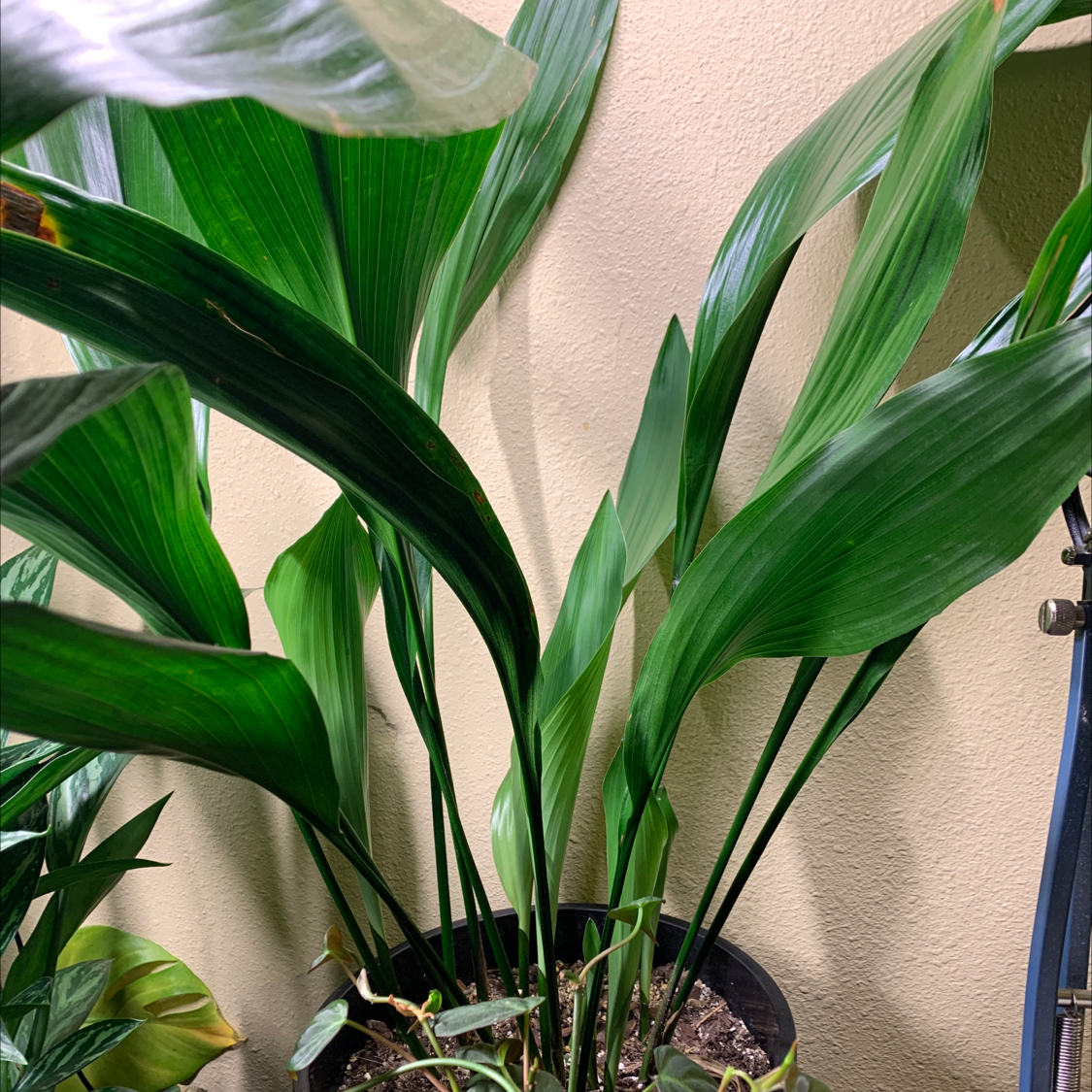 Cast Iron Plant with long, broad green leaves in a pot. Soil is visible.
