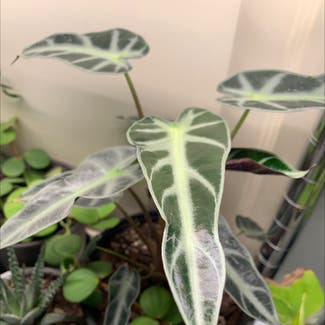 Alocasia 'Bambino' plant in Sandy, Oregon